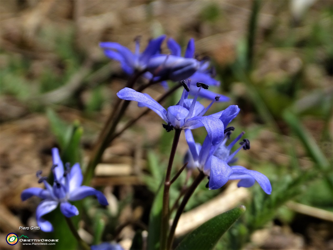 13 Fiori di Scilla bifolia.JPG